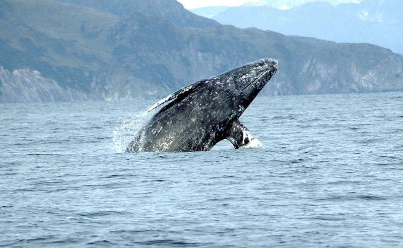Grey Whales and Where to Spot Them