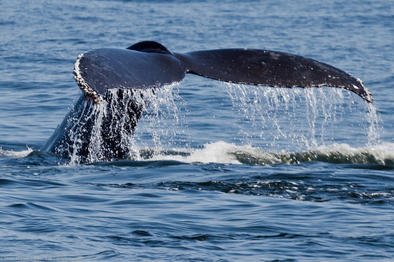 Whale Watch Weeks on the Oregon Coast
